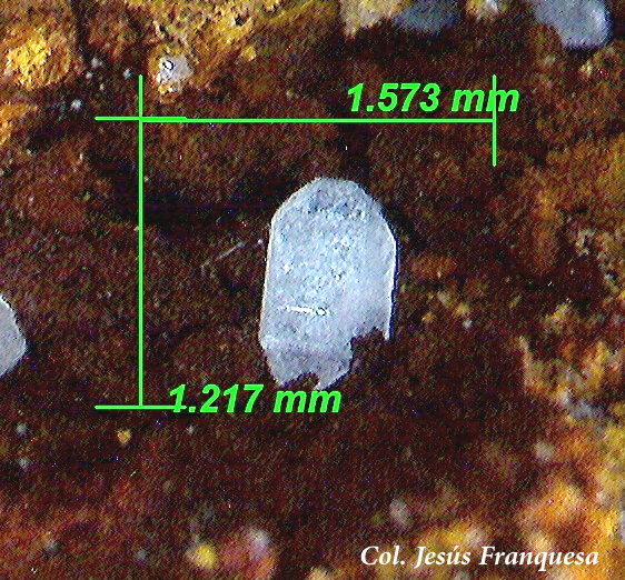 Cerusita.
1´57 x 1´217 mm.
(Autor: Jesus Franquesa Baucells)