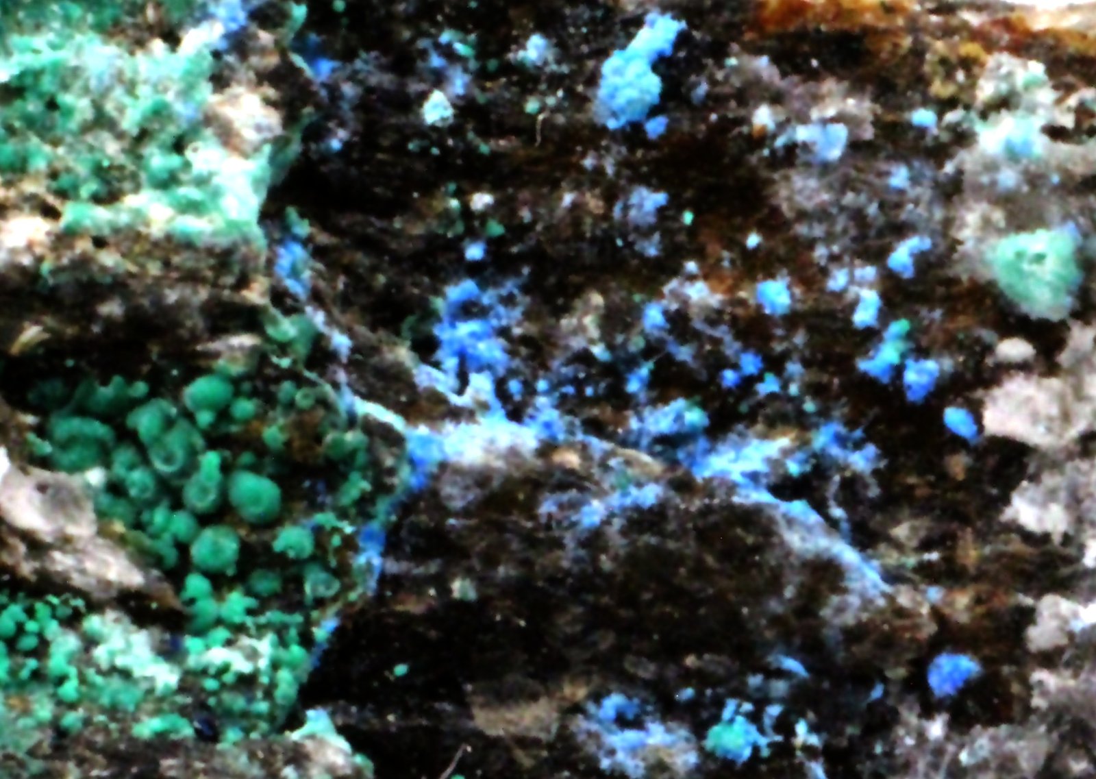 Cianotriquita
48 x 31 x 17 mm.
(Autor: José Luis Zamora)