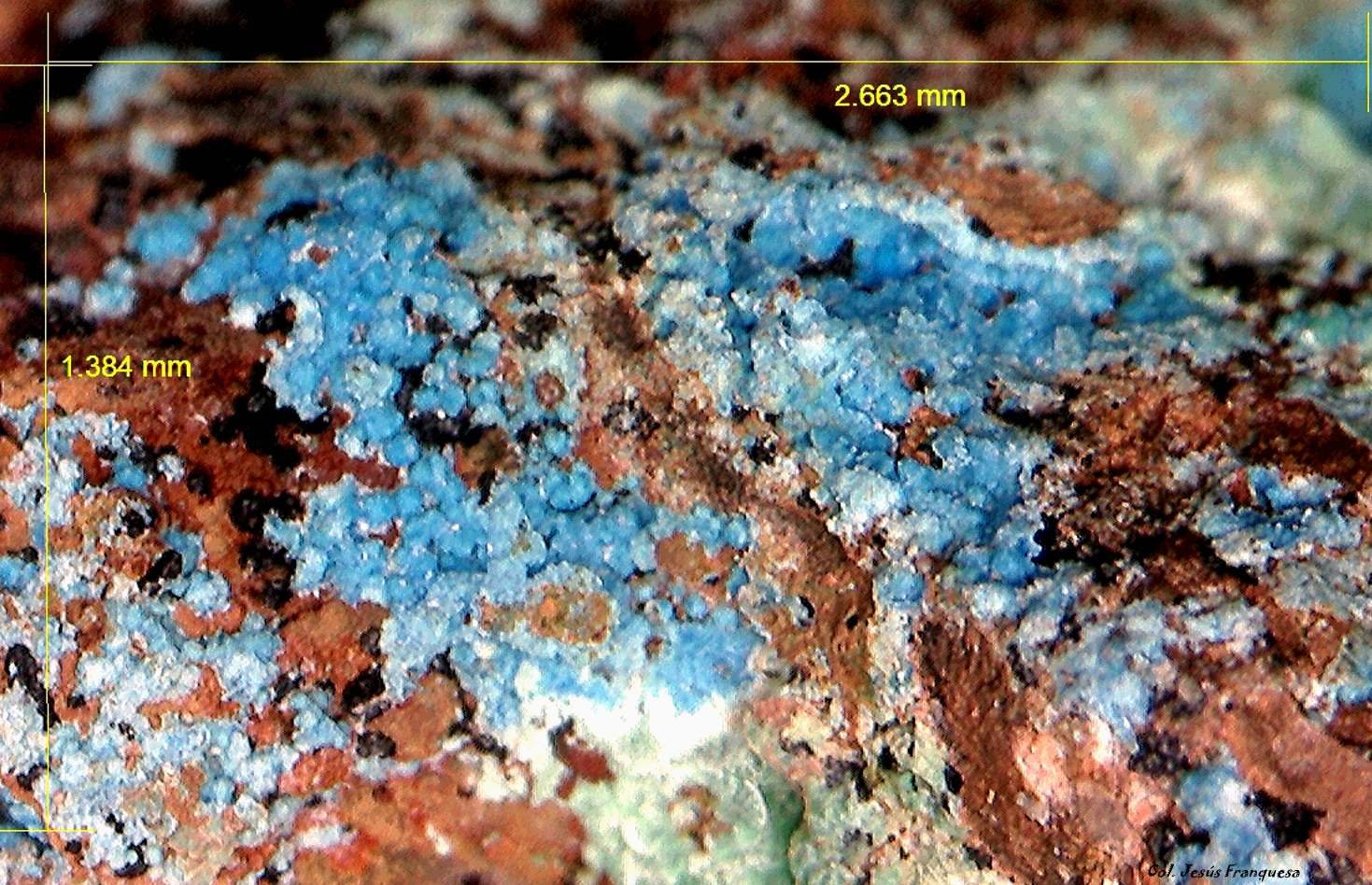 Cianotriquita.
2´663 x 1´384 mm.
(Autor: Jesus Franquesa Baucells)