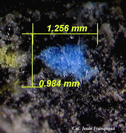 Cianotriquita.
1´25 x 0´98 mm.
(Autor: Jesus Franquesa Baucells)