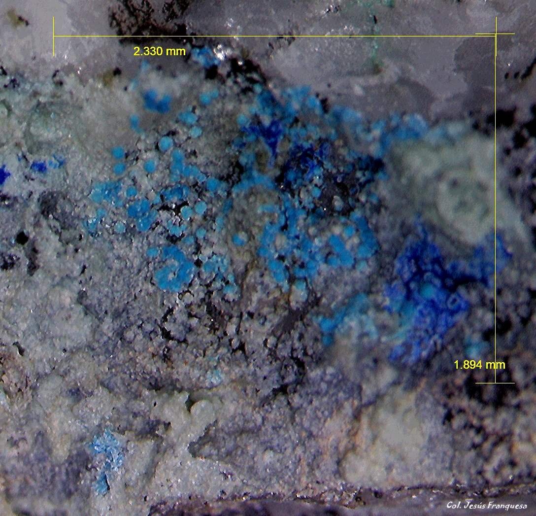 Cianotriquita.
2´330 x 1´894 mm.
(Autor: Jesus Franquesa Baucells)