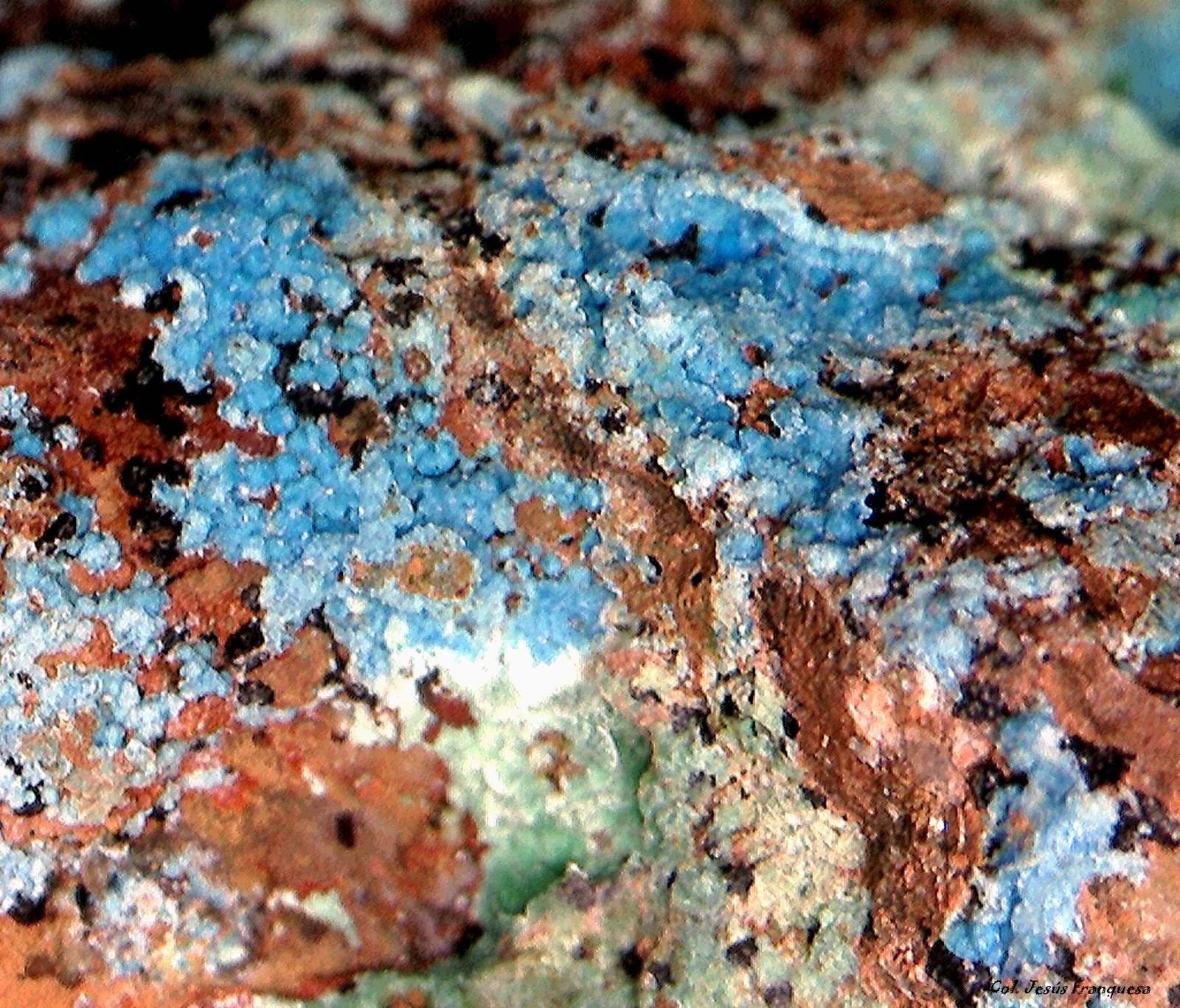 Cianotriquita.
2´663 x 1´384 mm.
(Autor: Jesus Franquesa Baucells)
