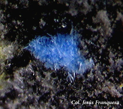 Cianotriquita.
1´25 x 0´98 mm.
(Autor: Jesus Franquesa Baucells)