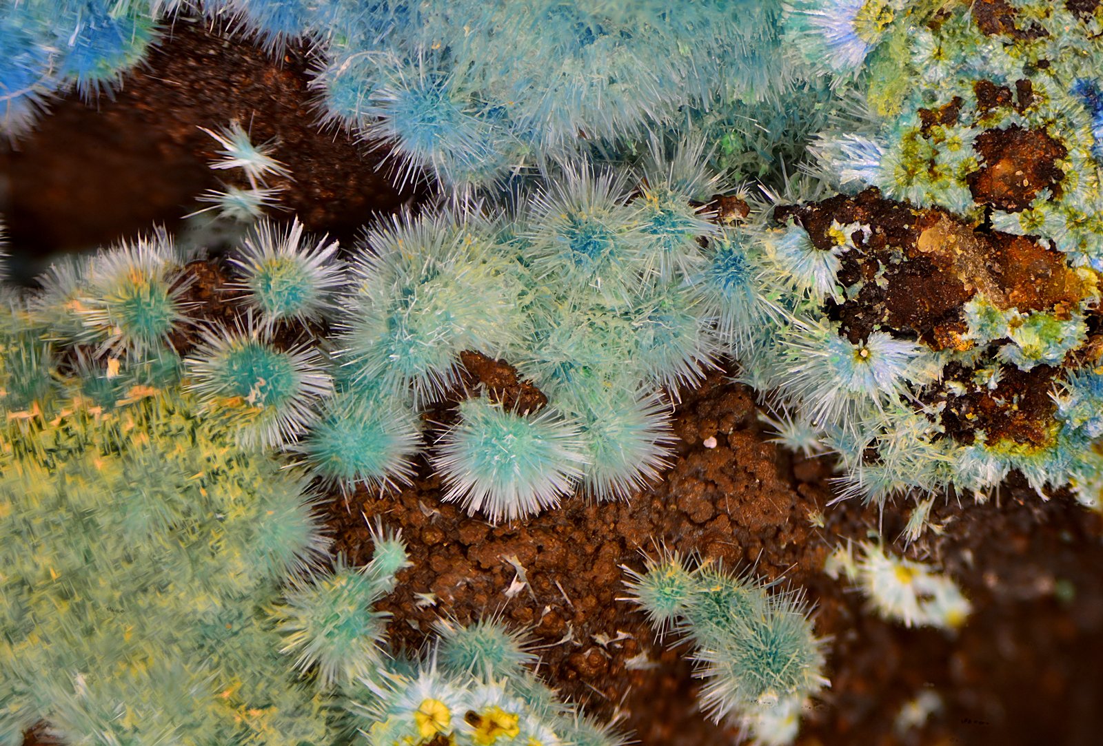 Cianotriquita
Campo de visión de 5 mm.
(Autor: Antonio Carmona)