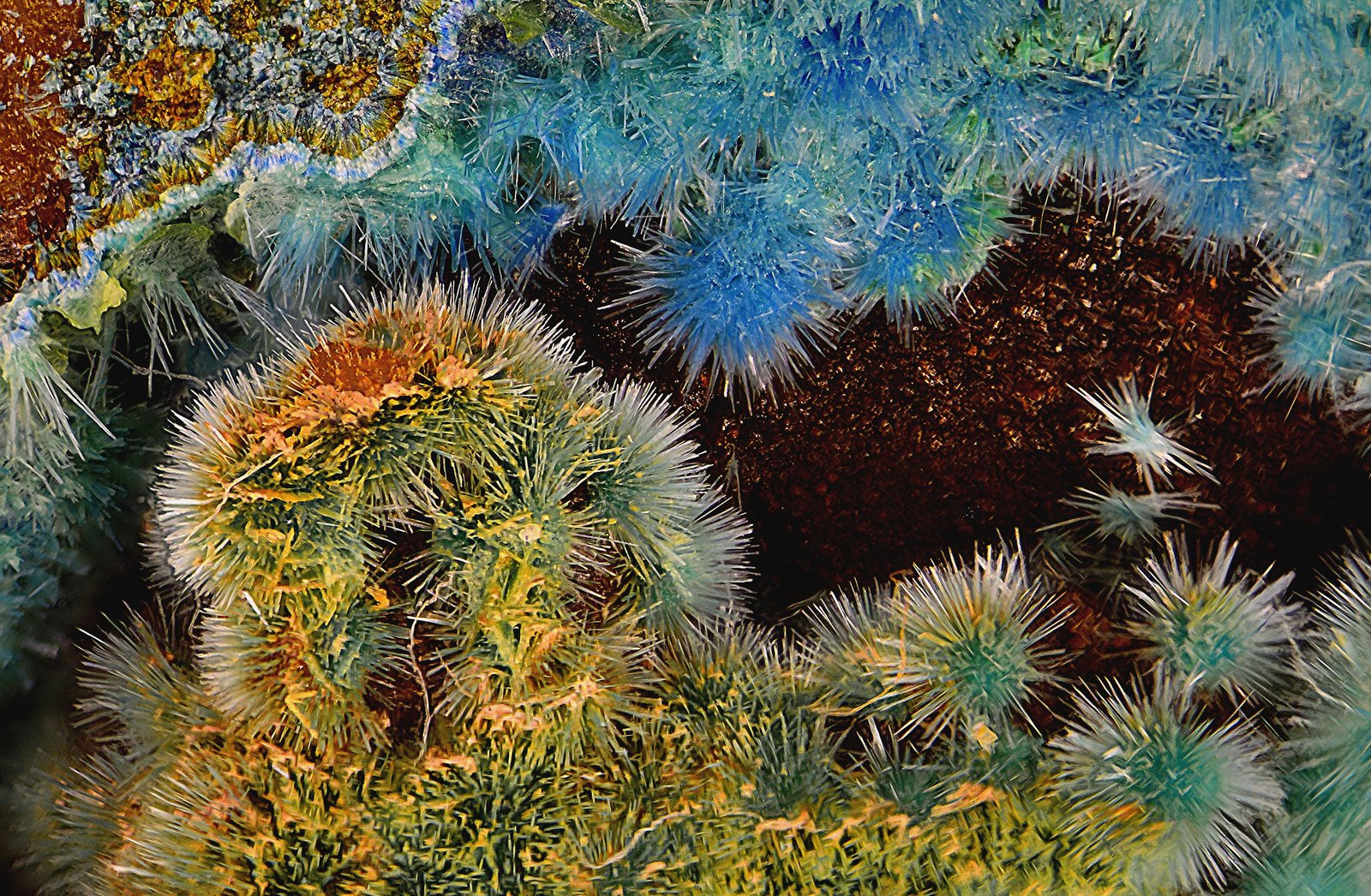 Cianotriquita
Campo de visión de 7 mm.
(Autor: Antonio Carmona)