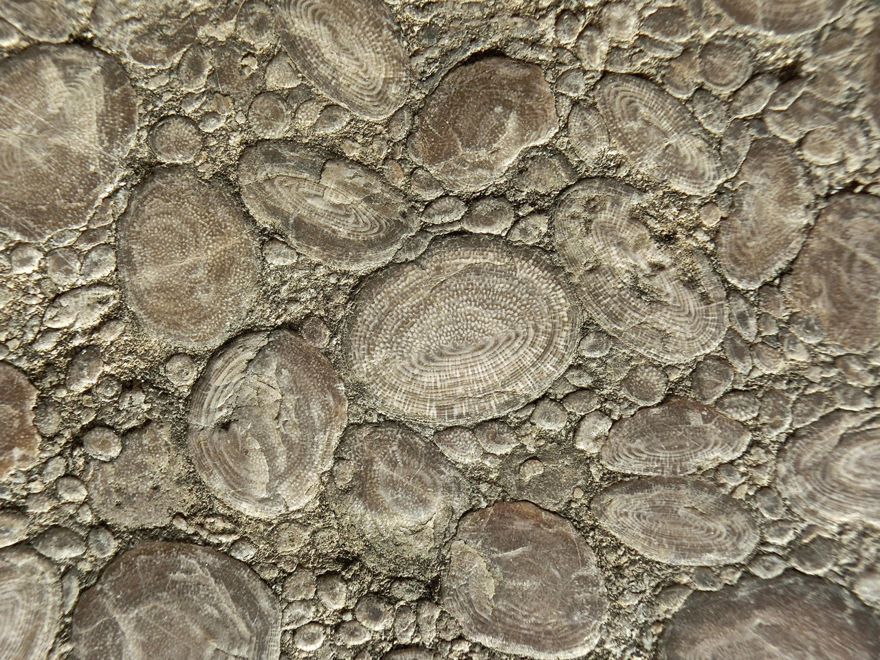 Caliza nummulitica
Ancho de imagen 10 cm
(Autor: María Jesús M.)