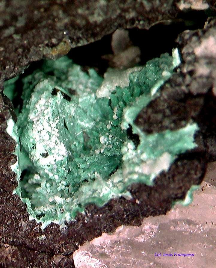 Clinoatacamita.
4´371 x 3´814 mm.
(Autor: Jesus Franquesa Baucells)