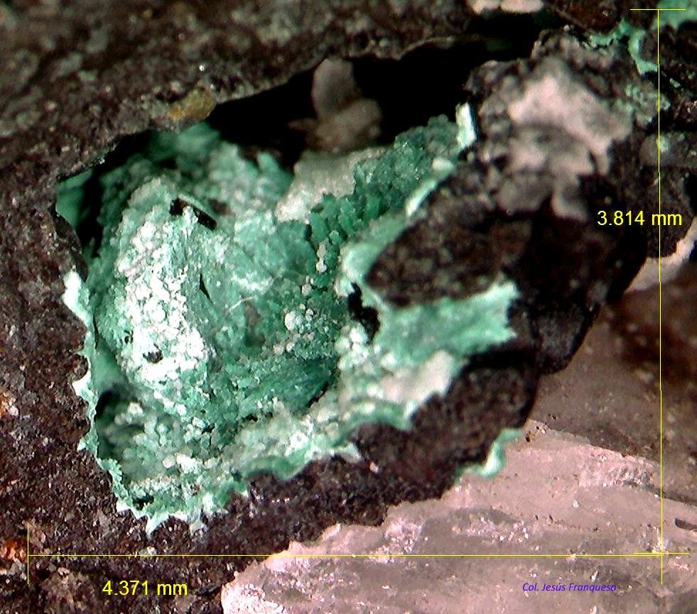 Clinoatacamita.
4´371 x 3´814 mm.
(Autor: Jesus Franquesa Baucells)