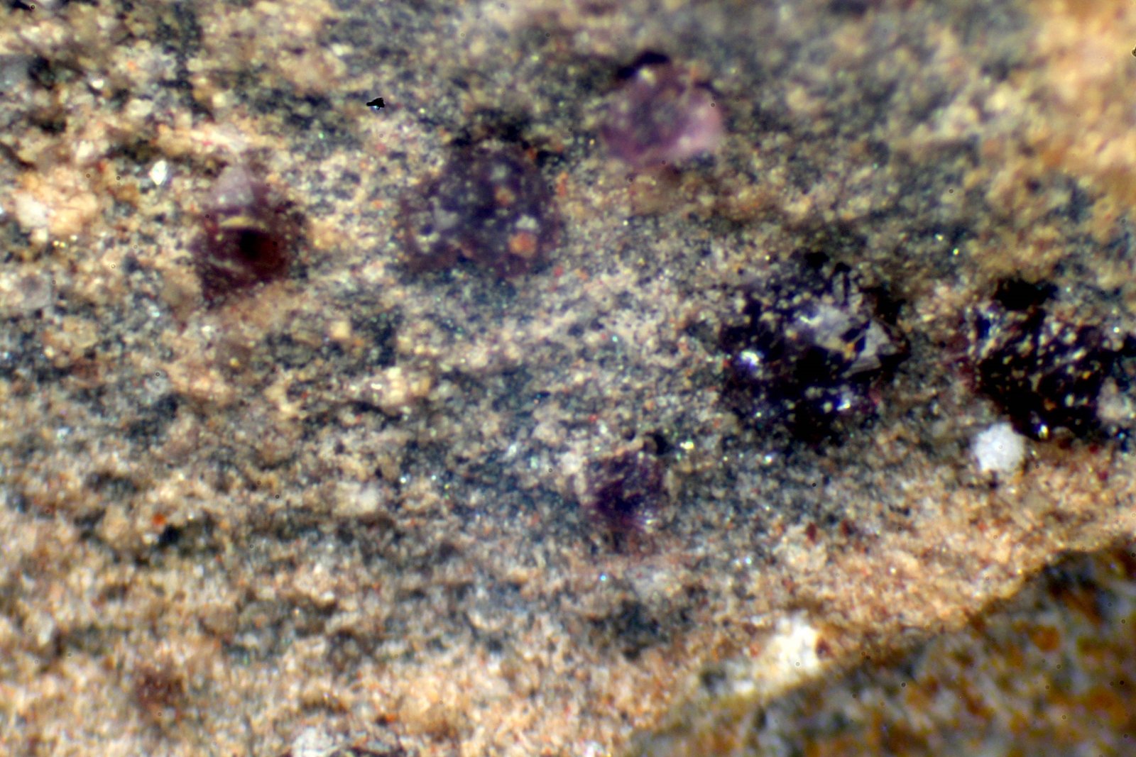 Smithsonita (variedad cobaltosmithsonita)
1 mm
(Autor: José Luis Zamora)