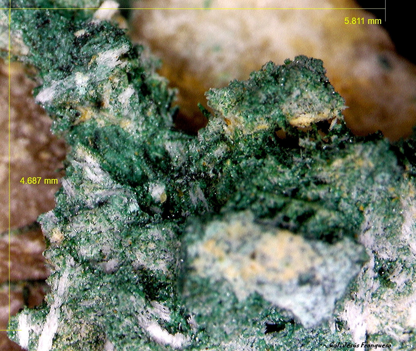 Cobre.
5´811 x 4´687 mm.
(Autor: Jesus Franquesa Baucells)