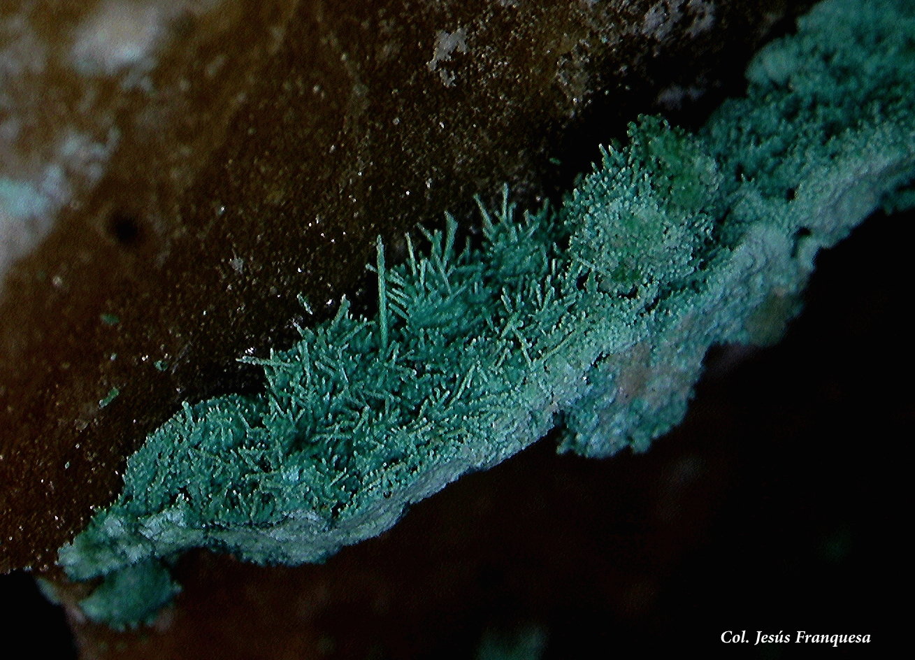 Cobre pseudomórfico de Malaquita.
4´70 x 3´71 mm.
(Autor: Jesus Franquesa Baucells)