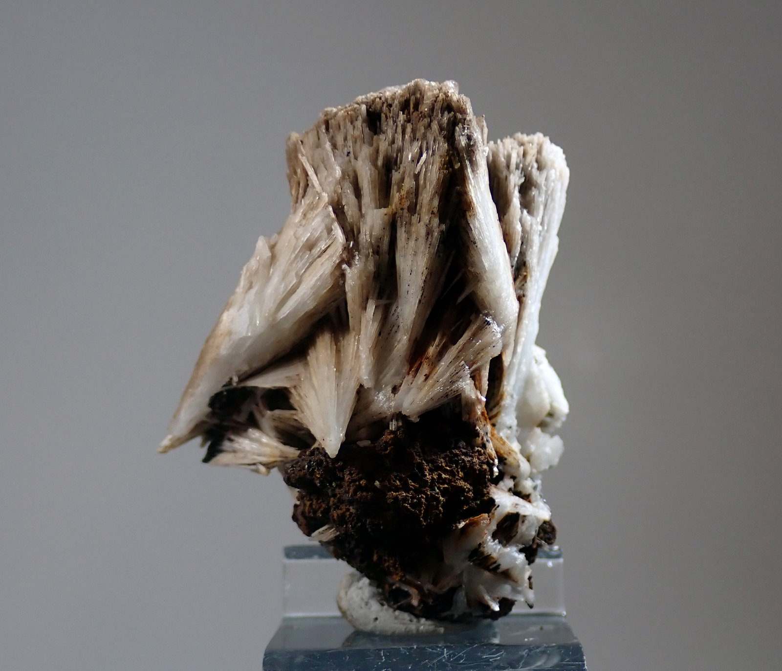 Celestina
Medida: 4,5 x 4,0 x 3,0 cms
(Autor: Joan Martinez Bruguera)
