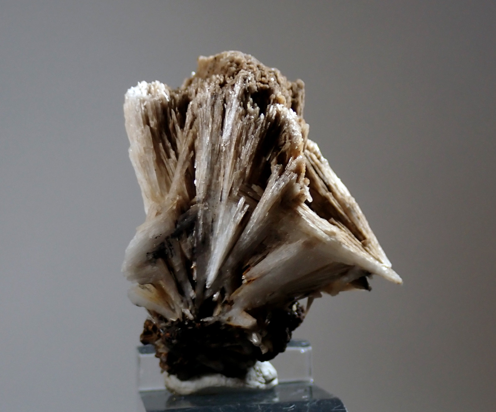Celestina
Medida: 4,5 x 4,0 x 3,0 cms
(Autor: Joan Martinez Bruguera)