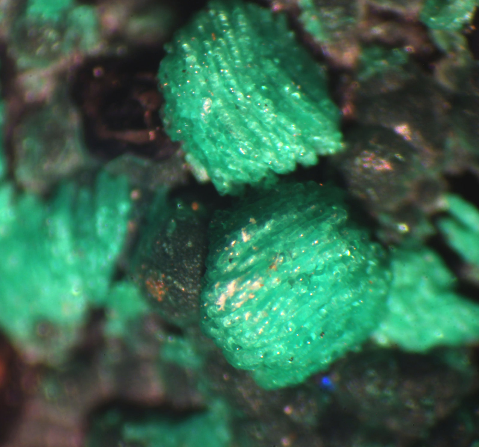 Conichalcita (Conicalcita)
< 1mm
(Autor: José Luis Zamora)