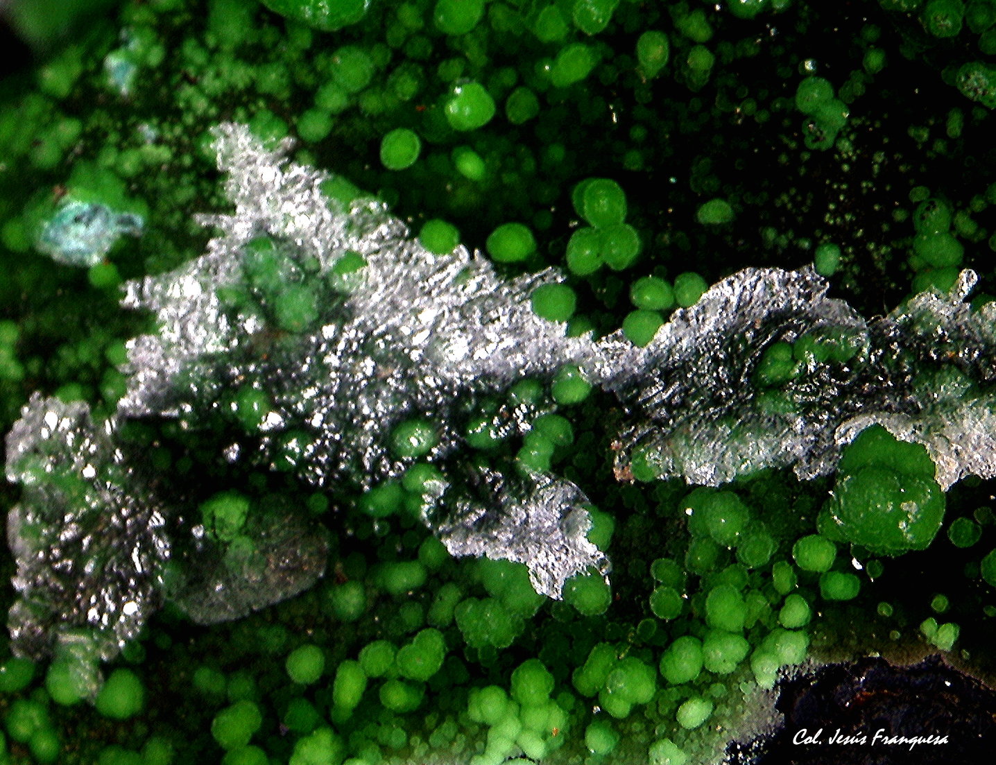 Conicalcita [Conichalcita] y Calcita [Calcite].
6´21 x 4´90 mm.
(Autor: Jesus Franquesa Baucells)