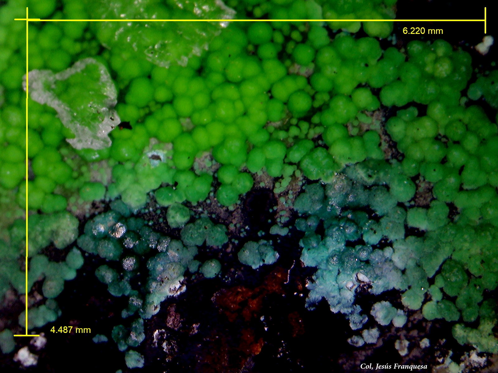 Conichalcita (Conicalcita) y Crisocola
6´220 x 4´487 mm.
(Autor: Jesus Franquesa Baucells)