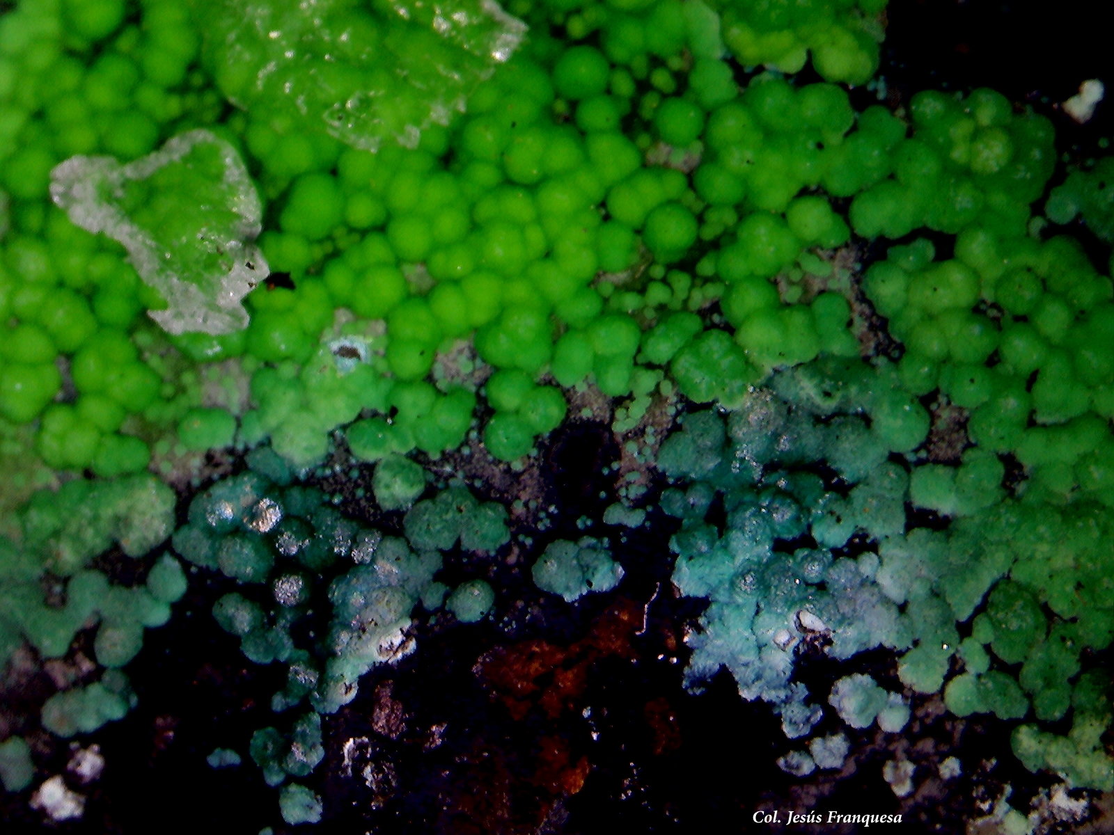 Conichalcita (Conicalcita) y Crisocola
6´220 x 4´178 mm.
(Autor: Jesus Franquesa Baucells)