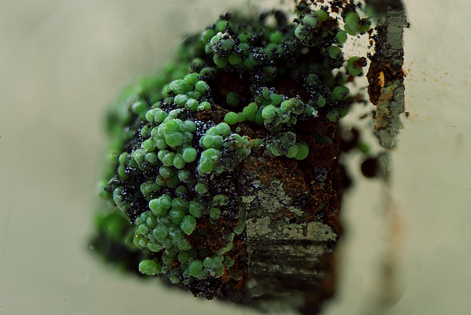 Conicalcita sobre arsenopirita.
Campo de visión de 4 mm.
(Autor: Antonio Carmona)