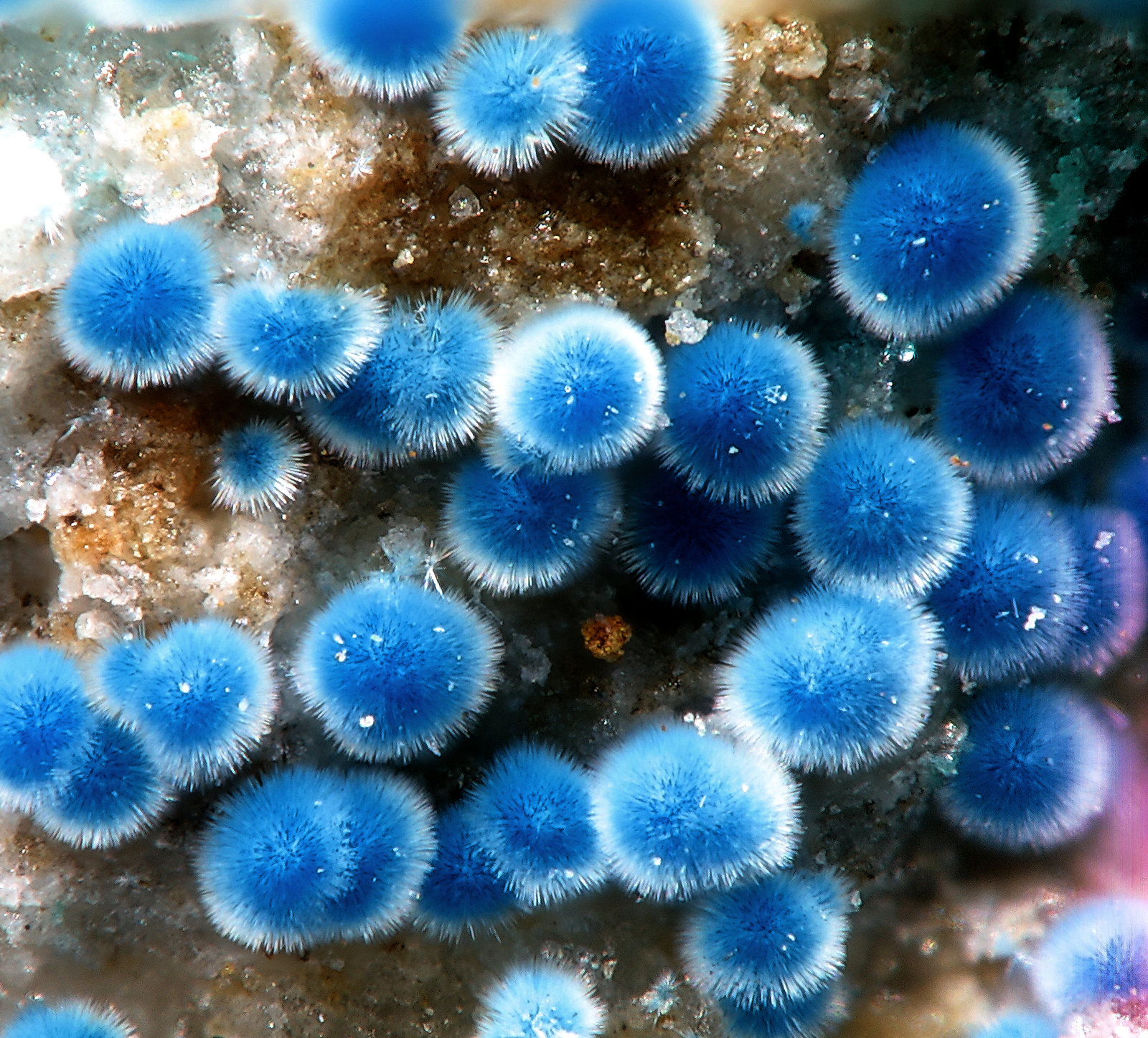 Connellita y Buttgenbachita
1.2mm
(Autor: yowanni)