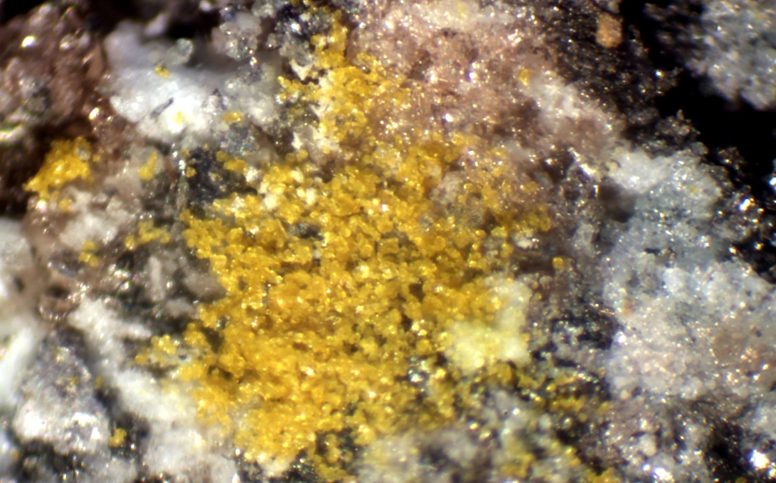 Copiapita
3 mm.
(Autor: José Luis Zamora)