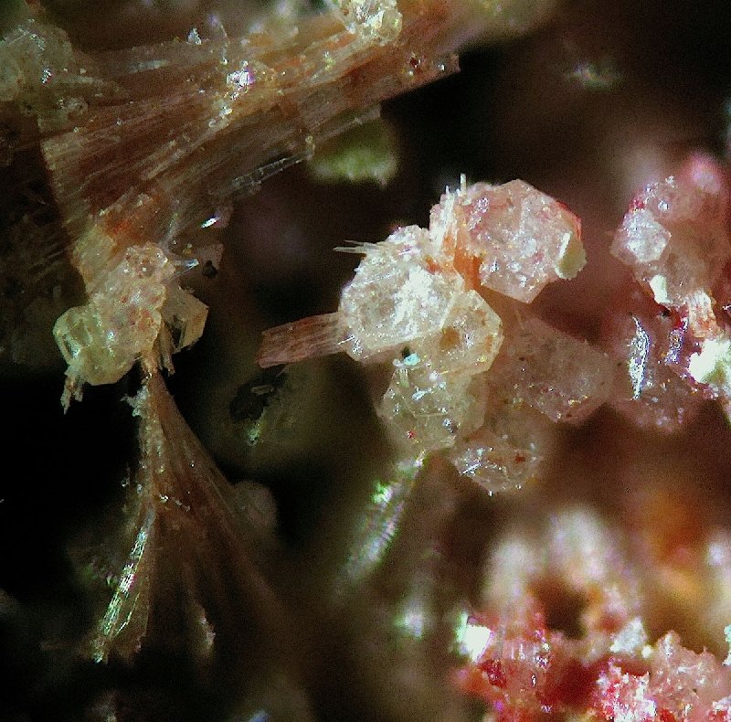 Corderoita
encuadre 2mm aprox
(Autor: Ramon A  Lopez Garcia)