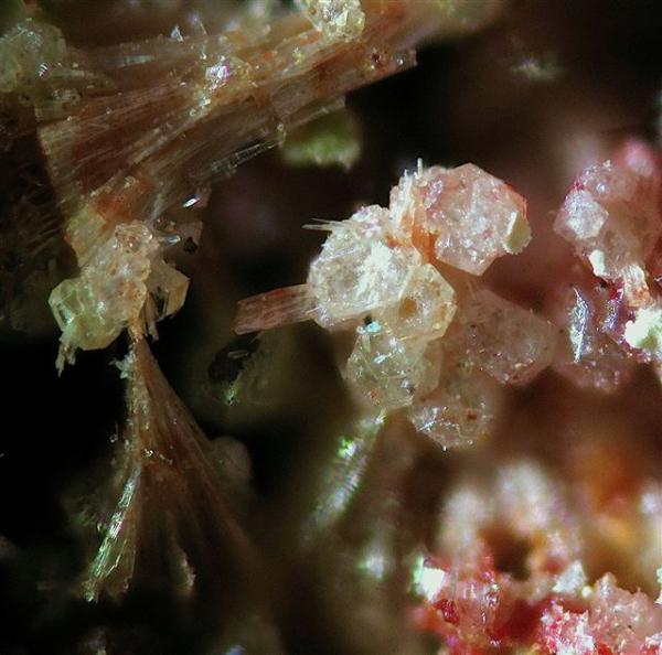 Corderoita
campo de 1 cm
(Autor: Adrian Pesudo)