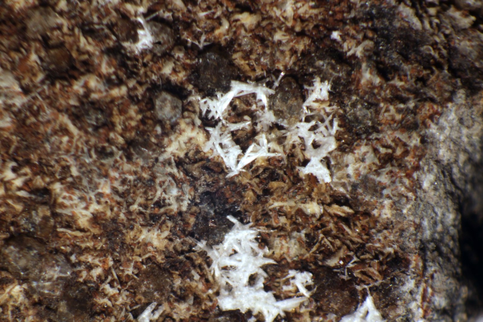 Cotunnita
< 1 mm
(Autor: José Luis Zamora)