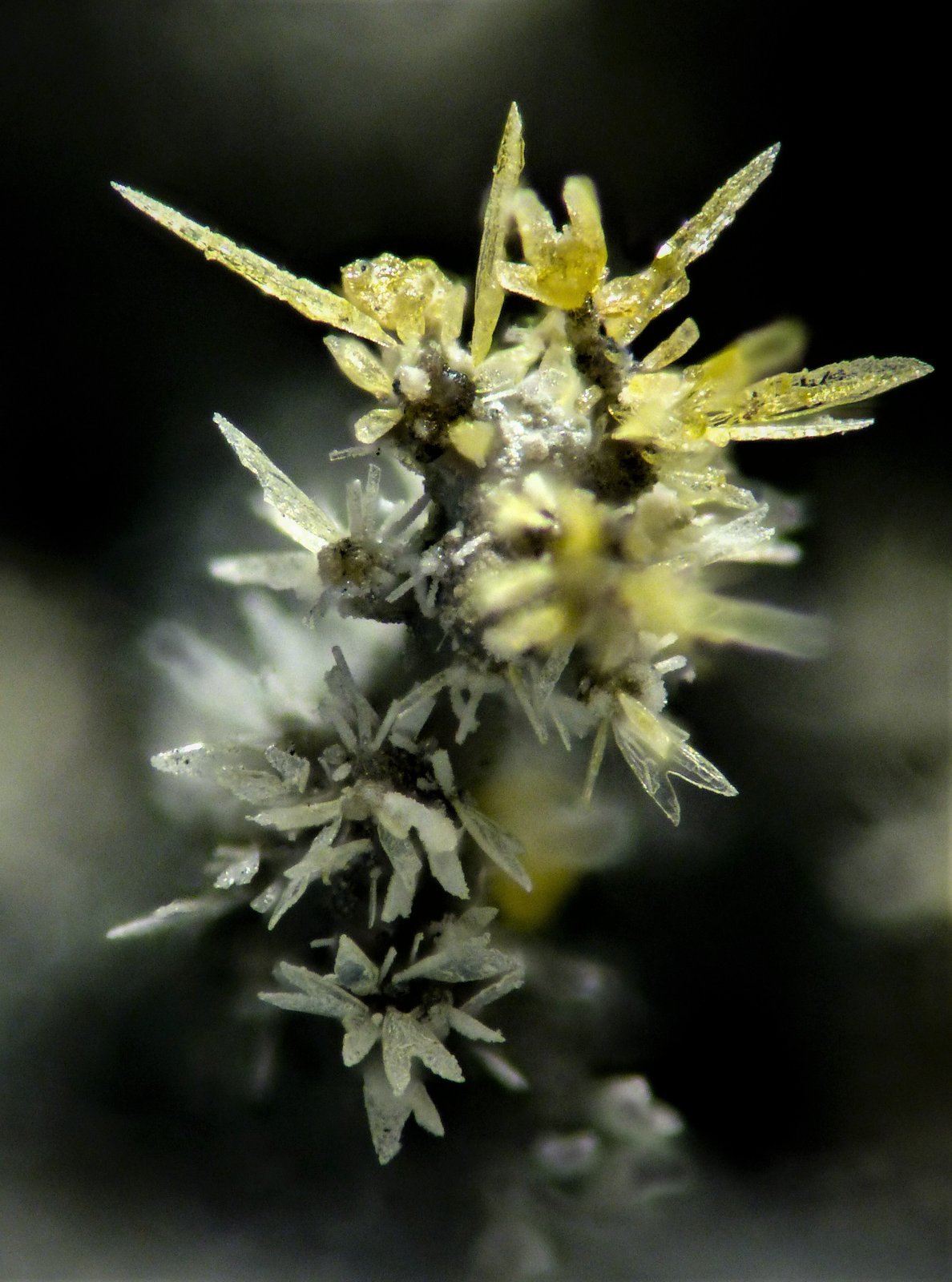 Cotunnita
Campo de visión 3 mm.
(Autor: Jordi Fabre)