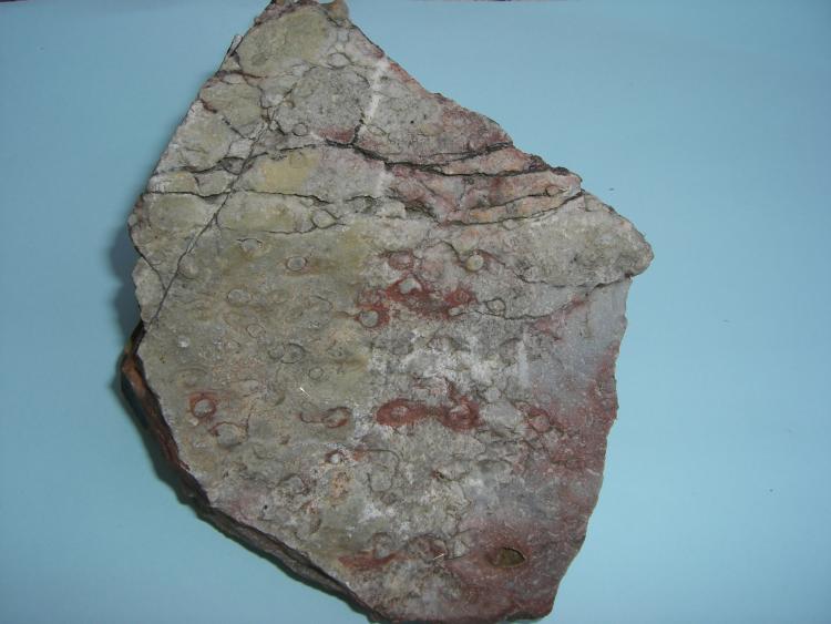 cuarcita armoricana con icnofósiles
10 x 11 cm
(Autor: Antonio GG)