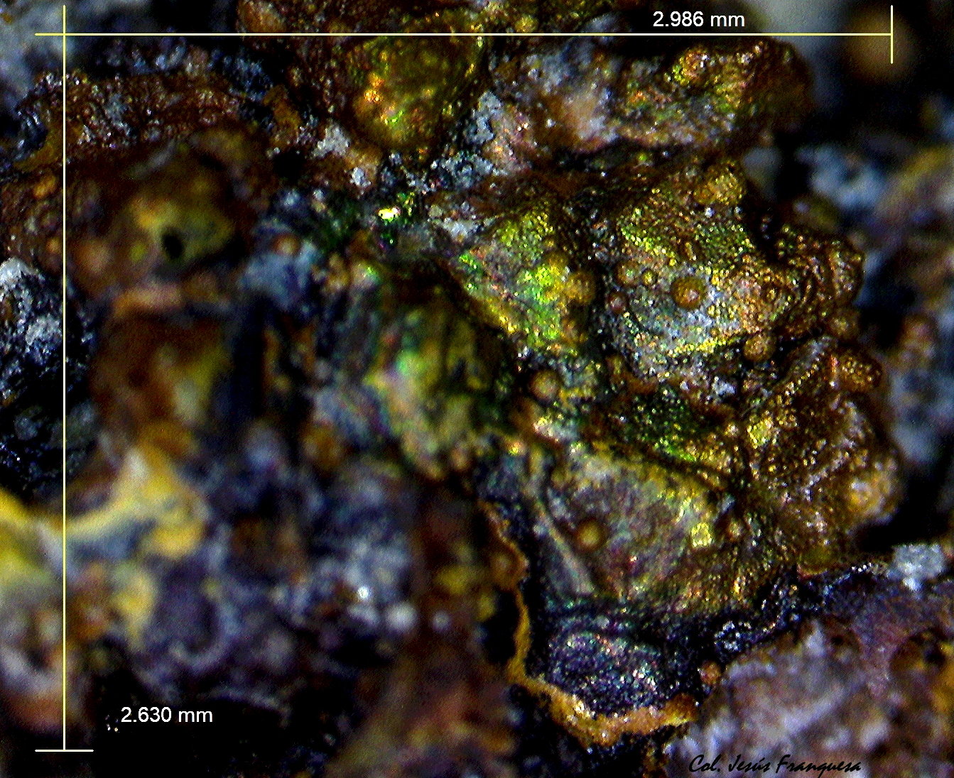 Cuarzo, Goethita.
2´986 x 2´630 mm.
(Autor: Jesus Franquesa Baucells)