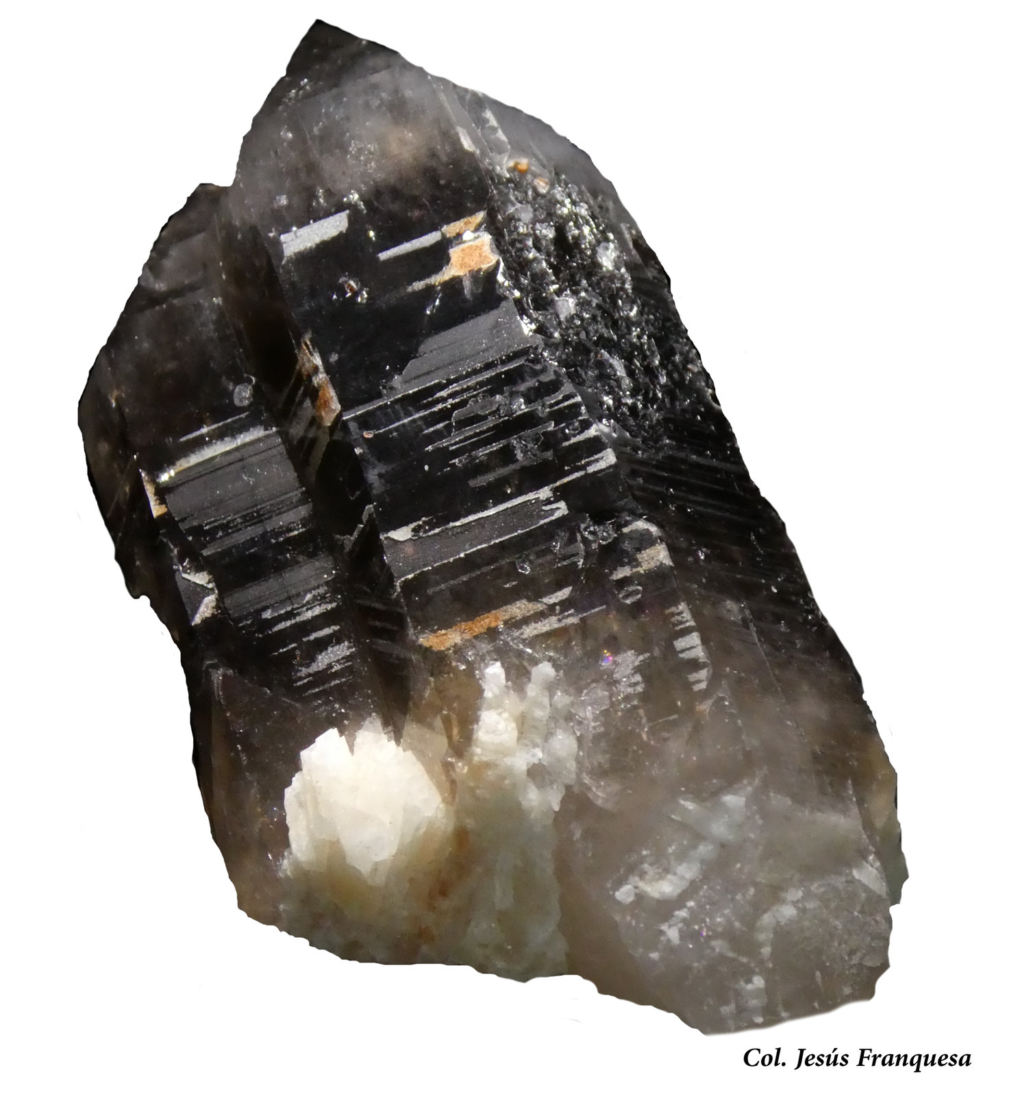 Cuarzo (variedad ahumado).
60x30 mm.
(Autor: Jesus Franquesa Baucells)