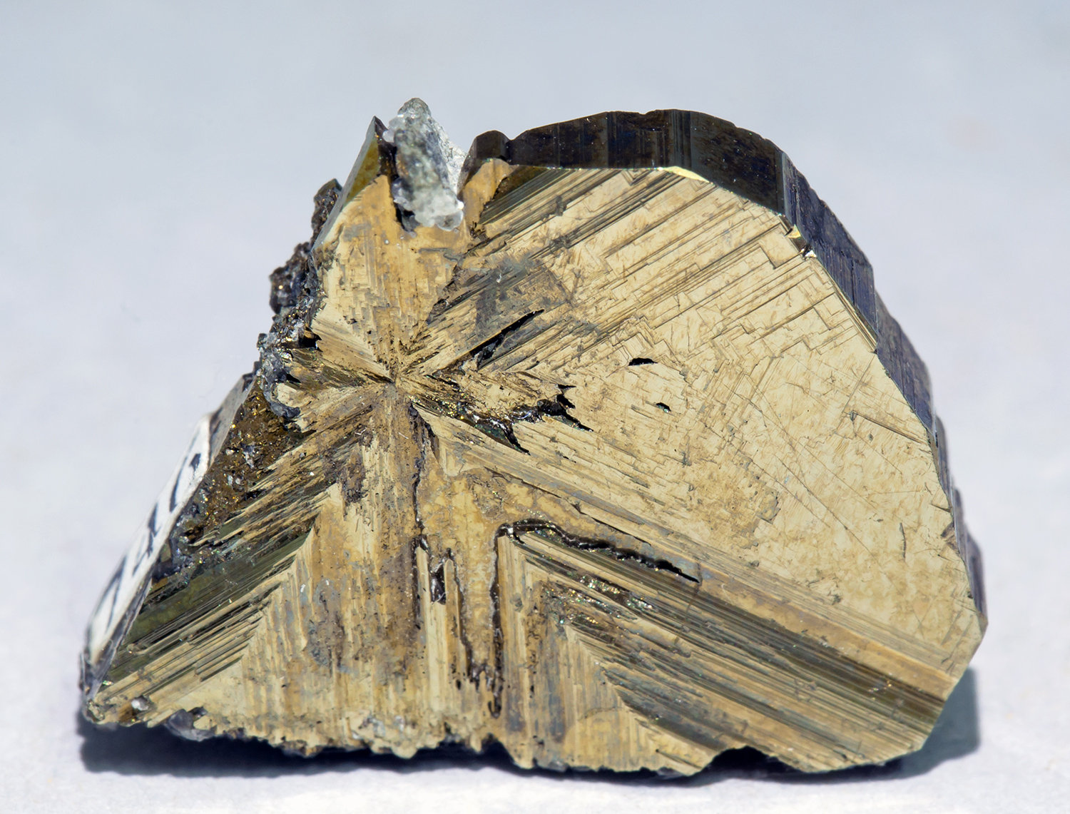 Cubanita
1.9 × 1.6 × 0.4 cm
(Autor: Jordi Fabre)