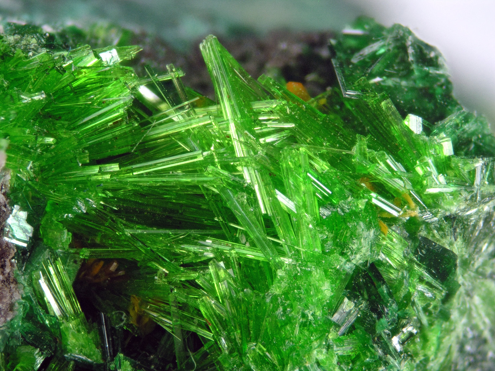 Cuprosklodowskita
FOV 1 cm
(Autor: Cesar M. Salvan)