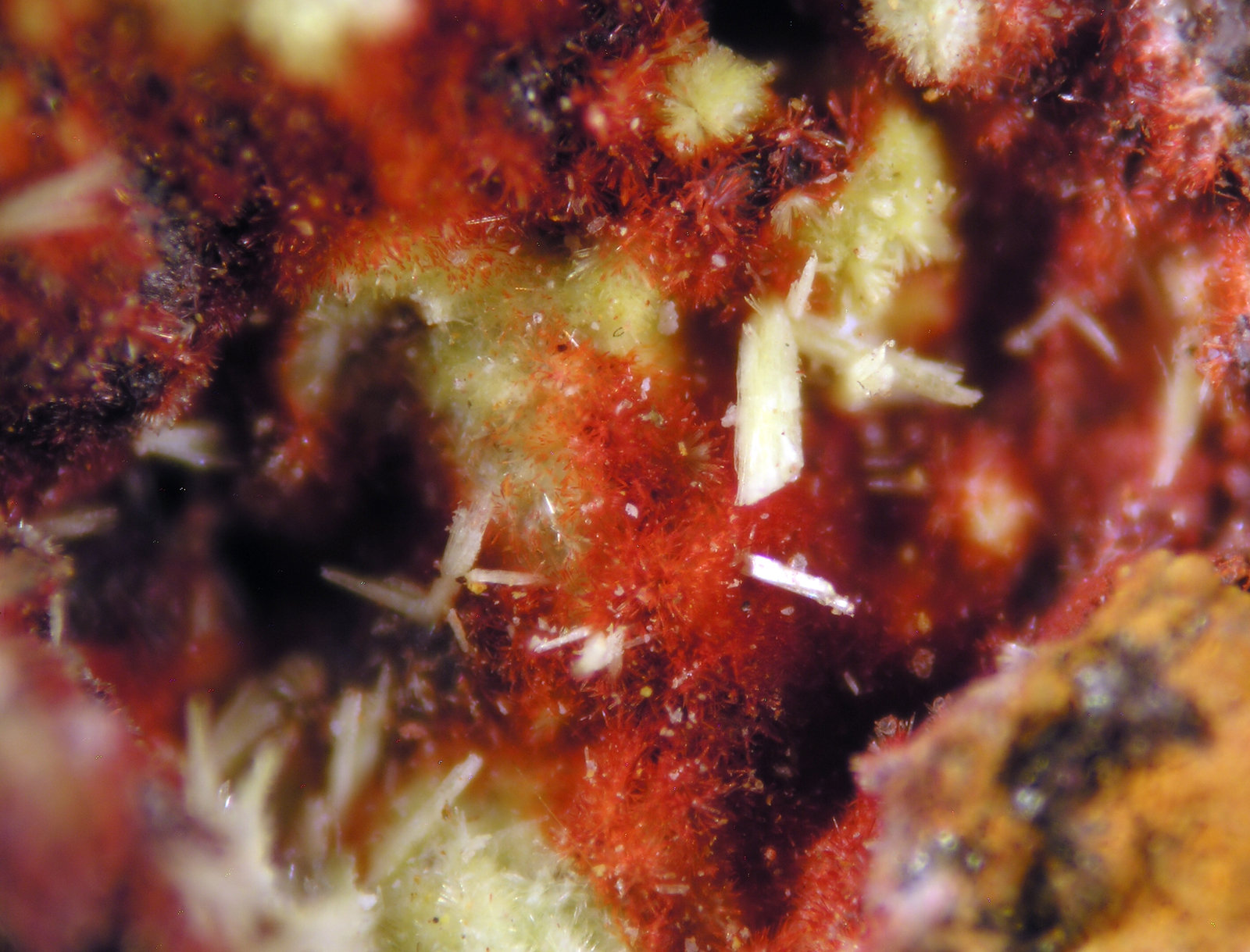 Curita
FOV 1 mm
(Autor: Cesar M. Salvan)