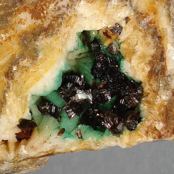 Eritrina
6 x 6 cm.
(Autor: Echevarria)
