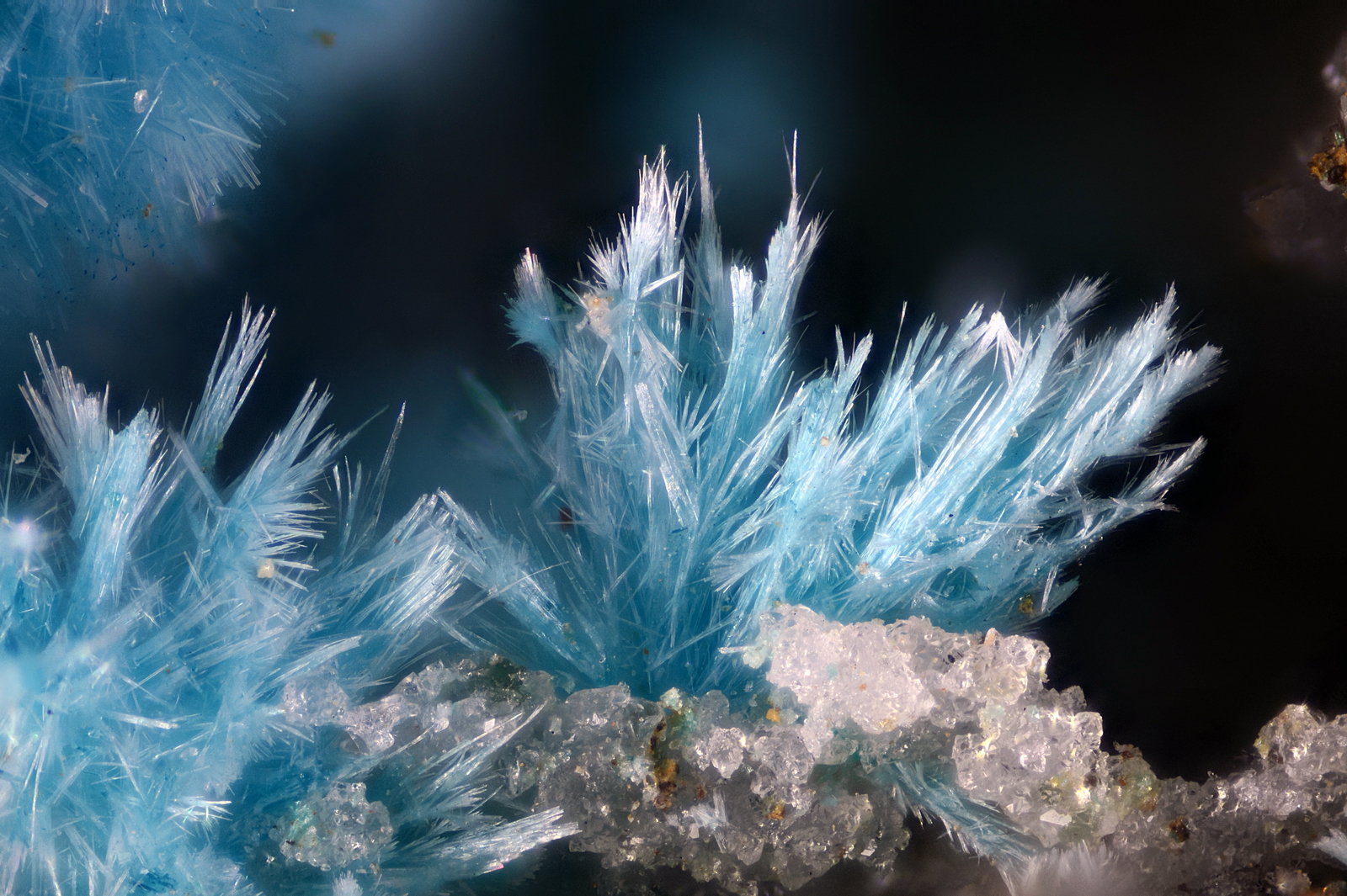 Devillina
Campo de visión 2 mm
(Autor: Juan Miguel)