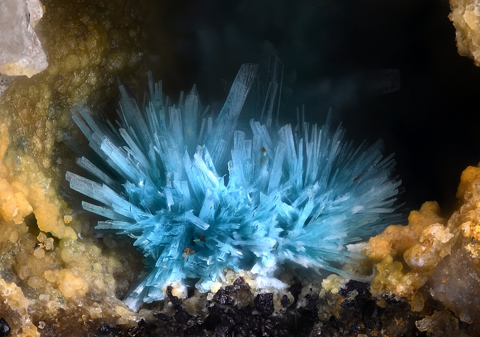 Devillina
Campo de visión 2 mm.
(Autor: Juan Miguel)