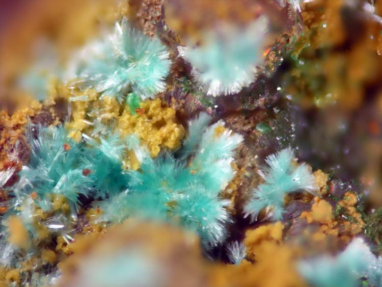 Devillina
FOV 1.5 mm
(Autor: Cesar M. Salvan)