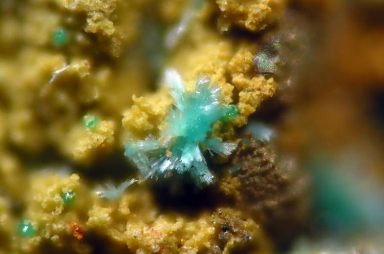 Devillina
FOV 0.9 mm
(Autor: Cesar M. Salvan)