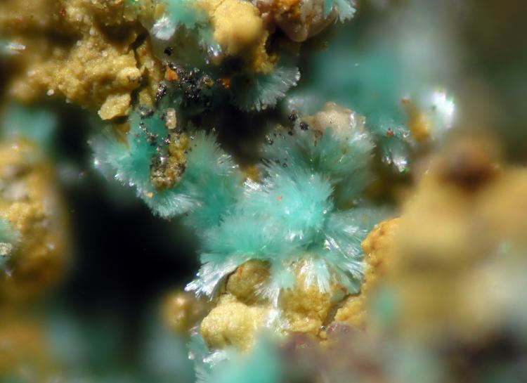 Devillina
FOV 1.5 mm
(Autor: Cesar M. Salvan)