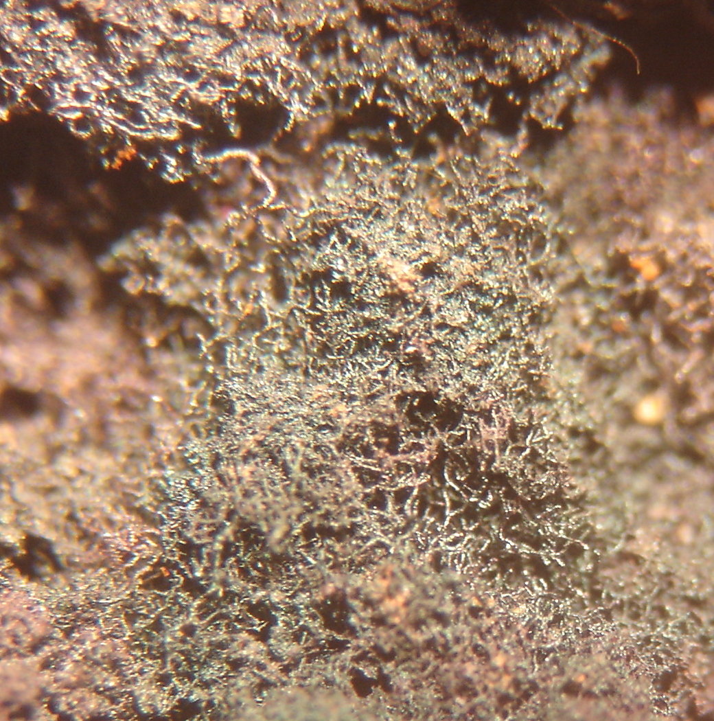 Goethita
5 X 5 mm
(Autor: Anisio Claudio)
