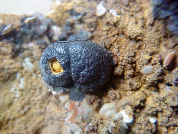 goethita
1 centimetro
(Autor: apita)