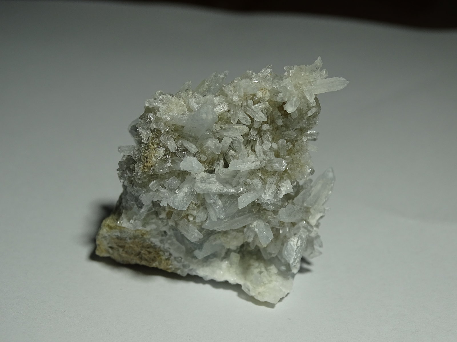 celestina
45 x 40 mm
(Autor: Ambrosio Pardo)