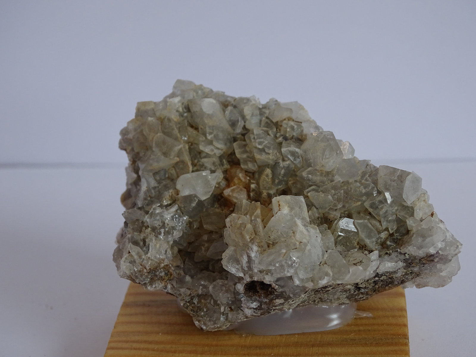 celestina
65 x 45 mm
(Autor: Ambrosio Pardo)