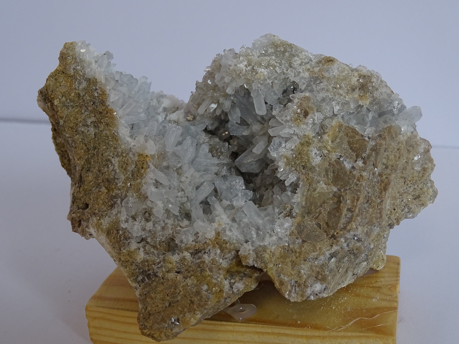 celestina
105 x 75 mm
(Autor: Ambrosio Pardo)