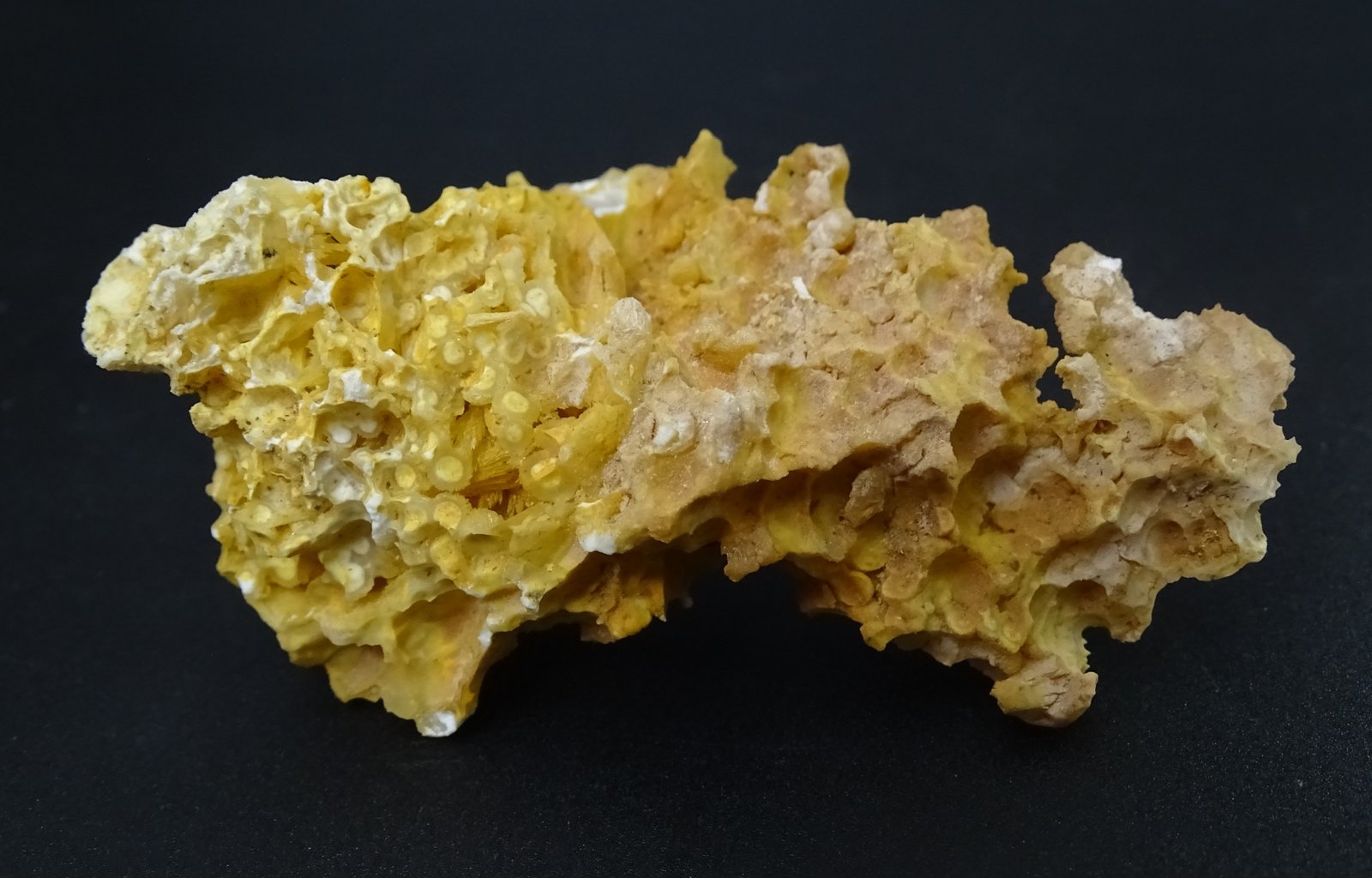 celestina
80 x 45 mm
(Autor: Ambrosio Pardo)