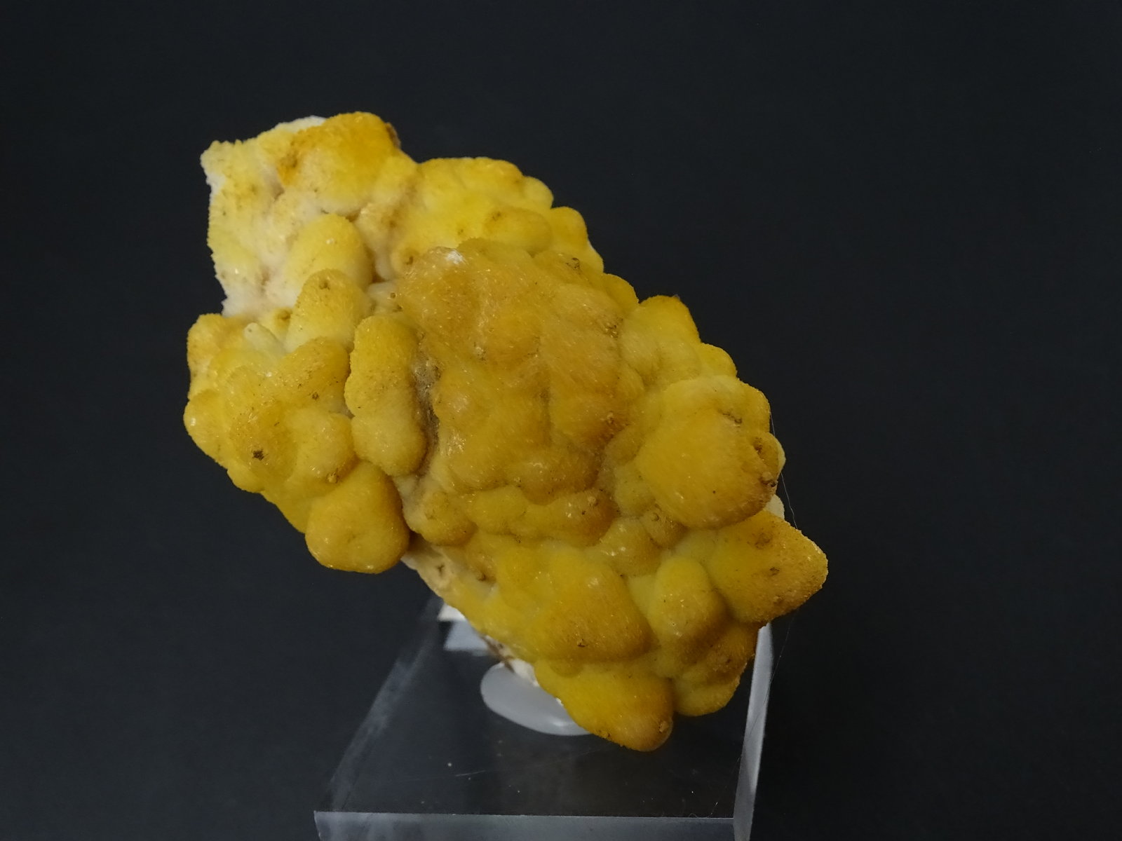 celestina
85 x 40 mm
(Autor: Ambrosio Pardo)