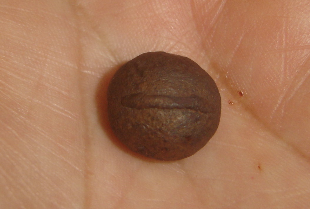 Goethita
1,2 x 1,2 x 0,8 cm
(Autor: Anisio Claudio)