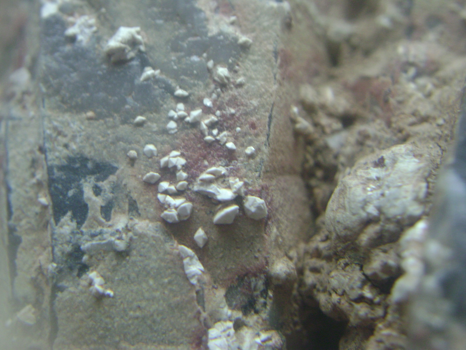 Cuarzo (variedad ahumado) e Hidroxilapatito
9 x 5 x 5 cm.
(Autor: P. apita)