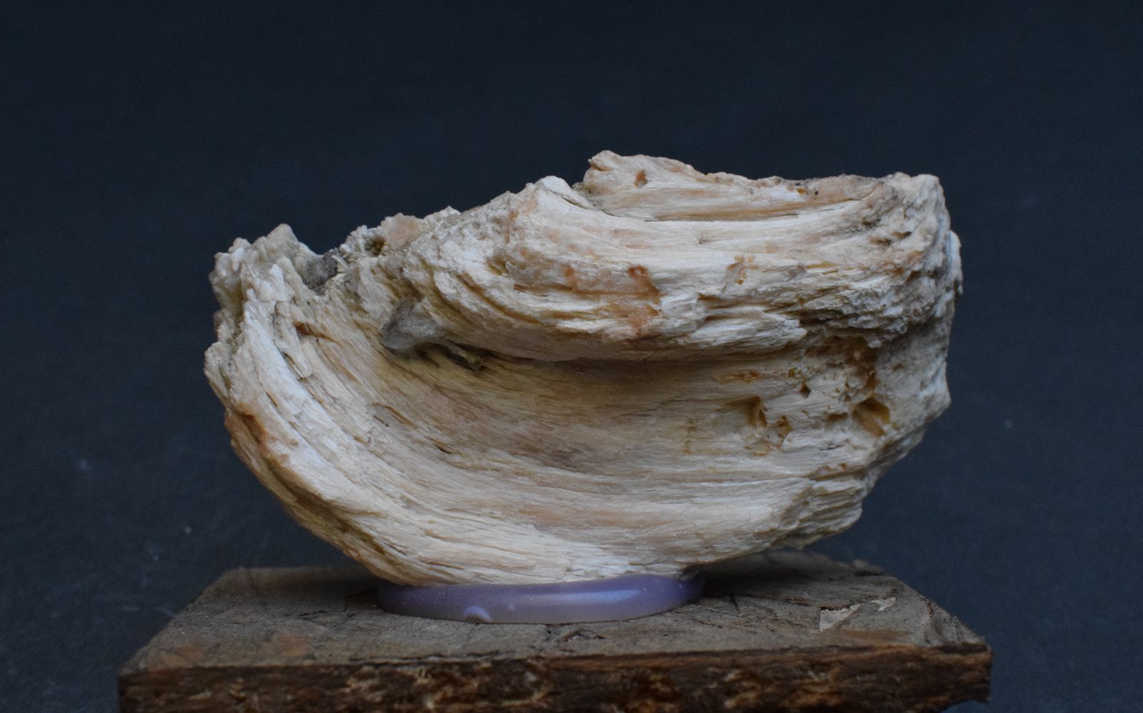 Celestina
7 x 4 x 2 cm
(Autor: Antonio Alcaide)
